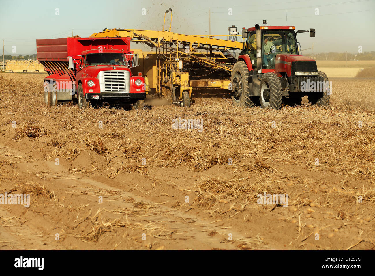 Landmaschinen im Feld berühmten Idaho Kartoffeln ernten Stockfoto