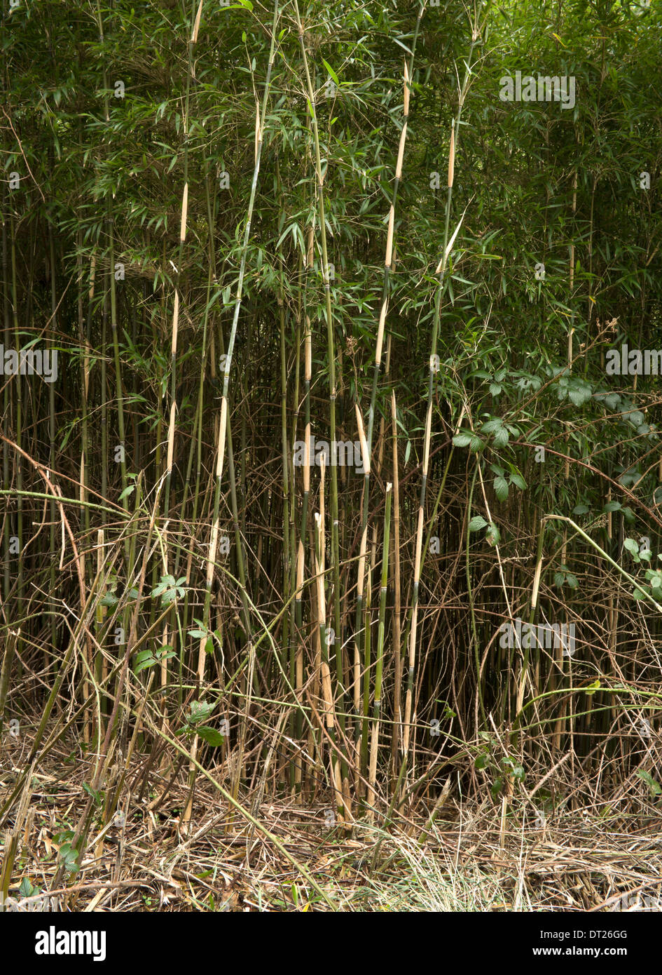 Bambus in Asien wachsen wild in einem Wald in Grobritannien als etablierte  Auslnder in der Regel gefunden Stockfotografie - Alamy