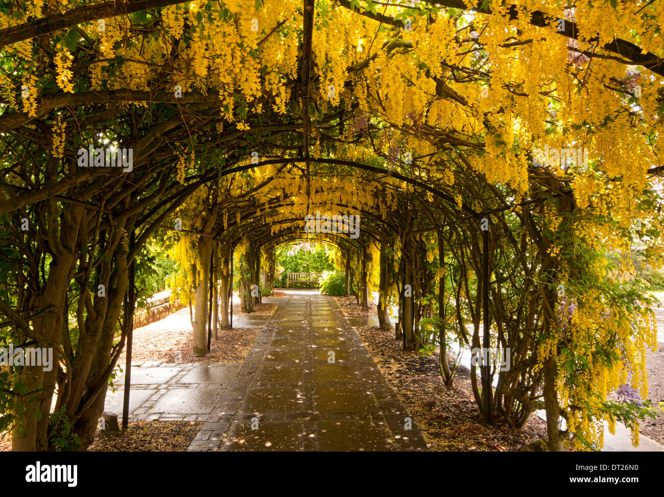 Die goldregen Arch, Ness Botanical Gardens, dem Wirral, Merseyside, England, Großbritannien Stockfoto