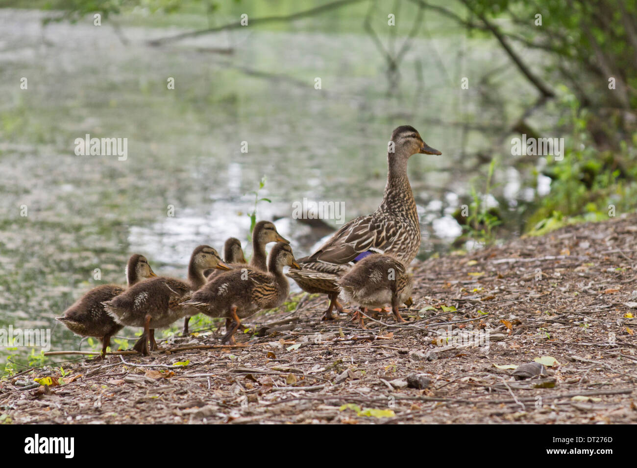 Mutter Ente und Entenküken Fuß an einem Teich Stockfoto