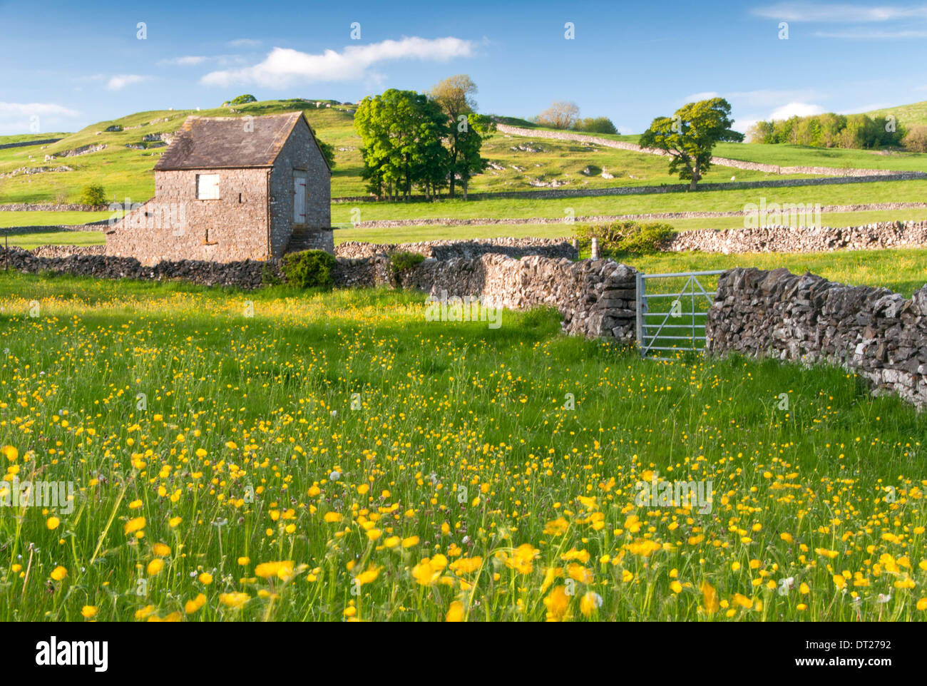 Buttercup Meadow & Scheune, in der Nähe der Alstonefield, Nationalpark Peak District, Derbyshire, England, Großbritannien Stockfoto