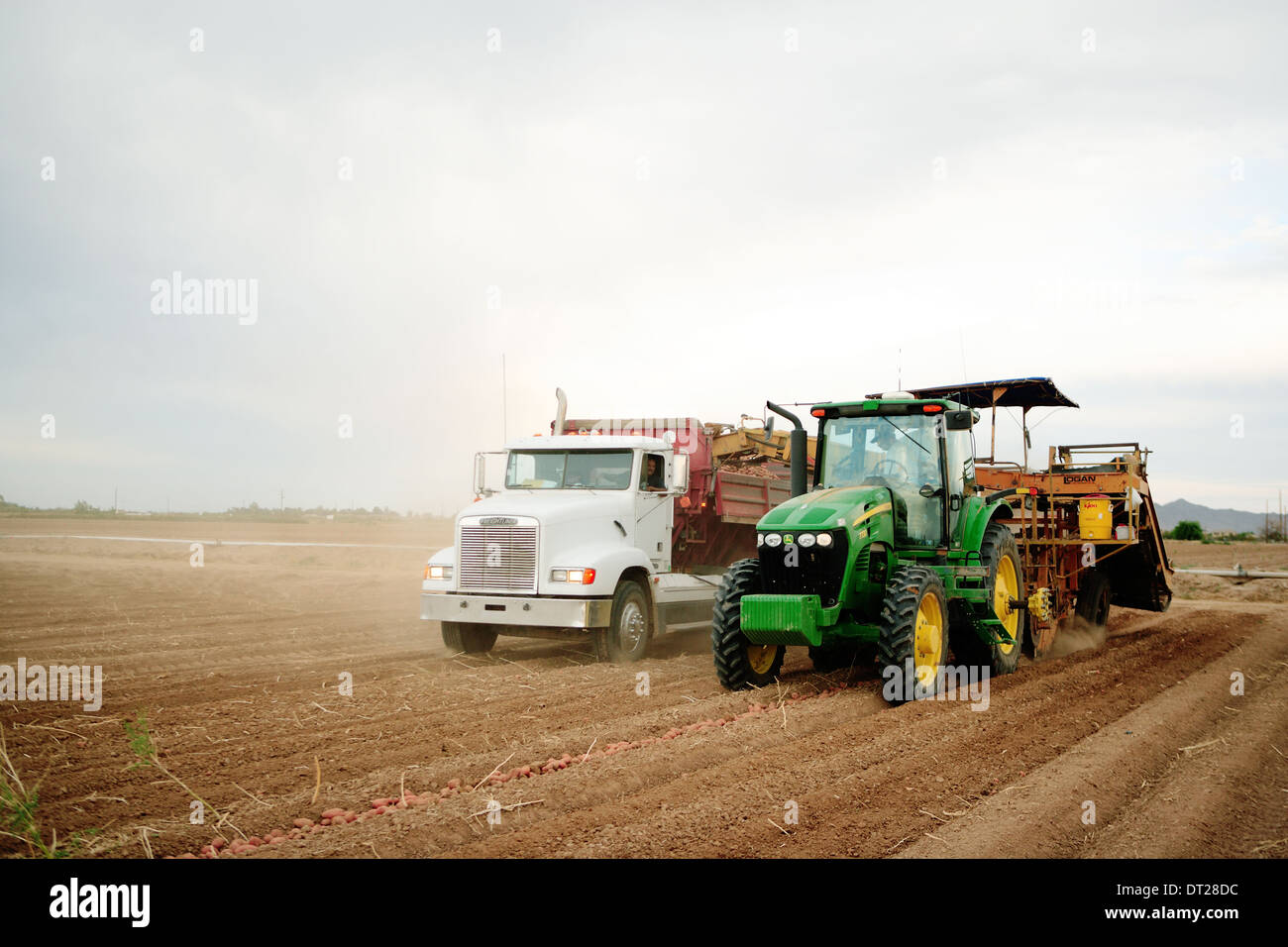 Bauern und Feldarbeiter verwenden Landmaschinen im Feld mehlige Kartoffeln ernten. Stockfoto