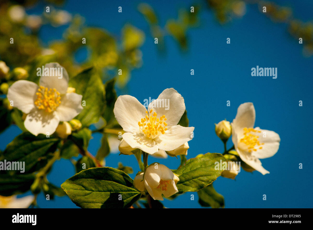 Mock Orange Blumen gegen blauen Himmel Stockfoto