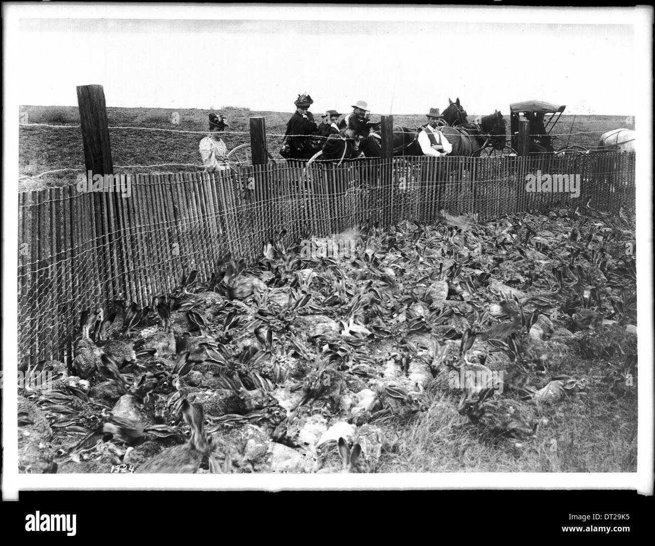 Ein Foto, das um 1900 in einem Korral während einer Kaninchenfahrt gefangengenommene Kaninchen zeigt, das eine Methode zur Kontrolle der Wildtiere im amerikanischen Westen dokumentiert. Stockfoto