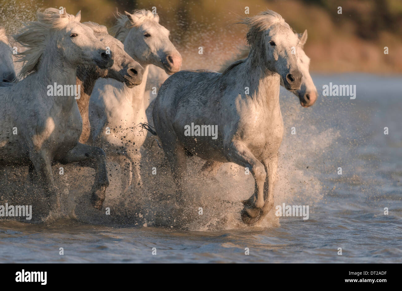 Weiße Pferde laufen durch Wasser ins Sonnenlicht Stockfoto