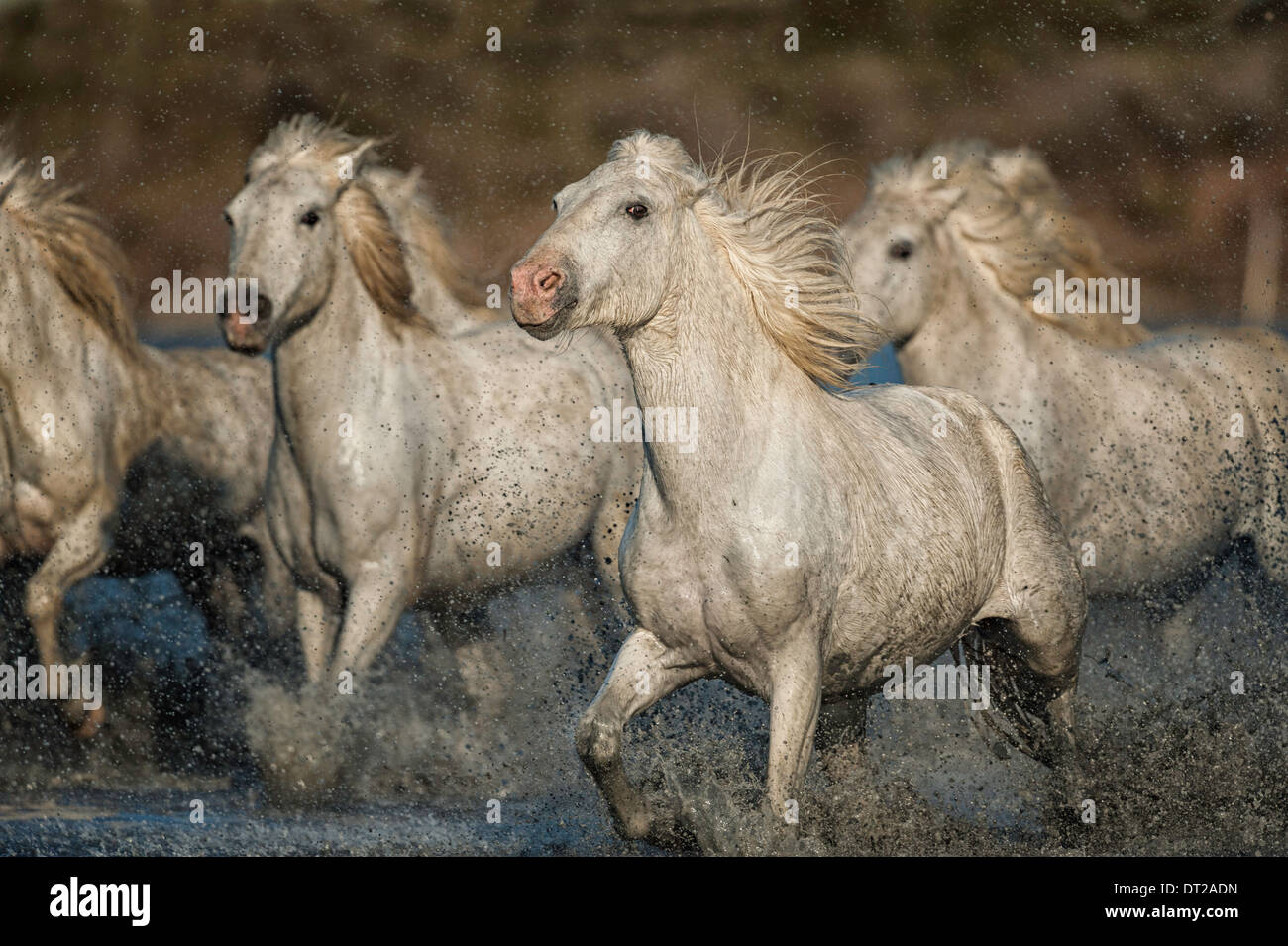Weiße Pferde laufen durch Wasser im Moorland Stockfoto