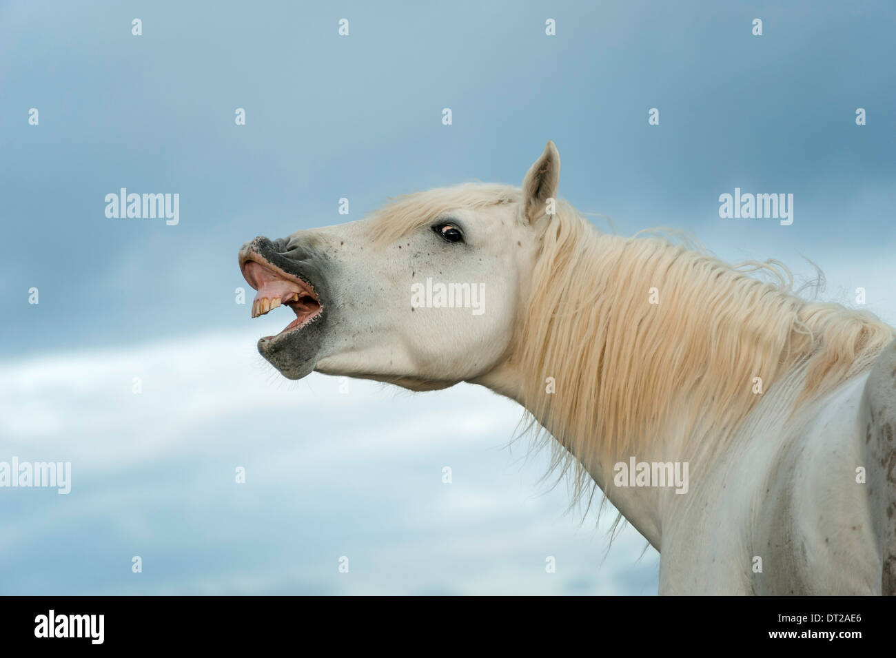 Weißes Pferdekopf und Schultern zu lachen oder singen mit blauen Himmel im Hintergrund erscheinen Stockfoto