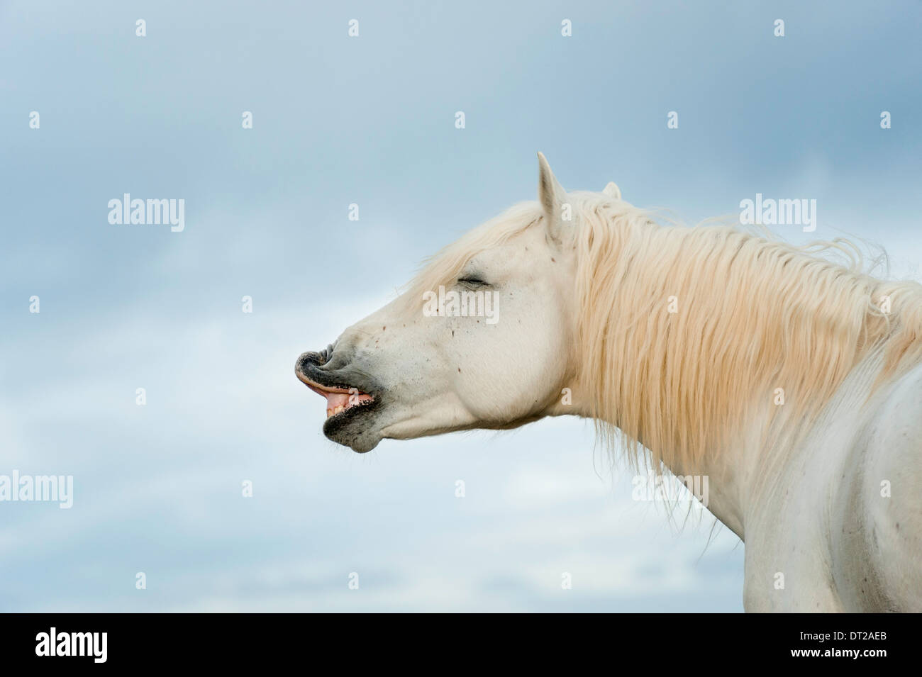 Kopf und Schultern von weißen Pferd erscheinen zu niesen werden geschlossen, lachen, singen oder versteckt mit Augen Stockfoto