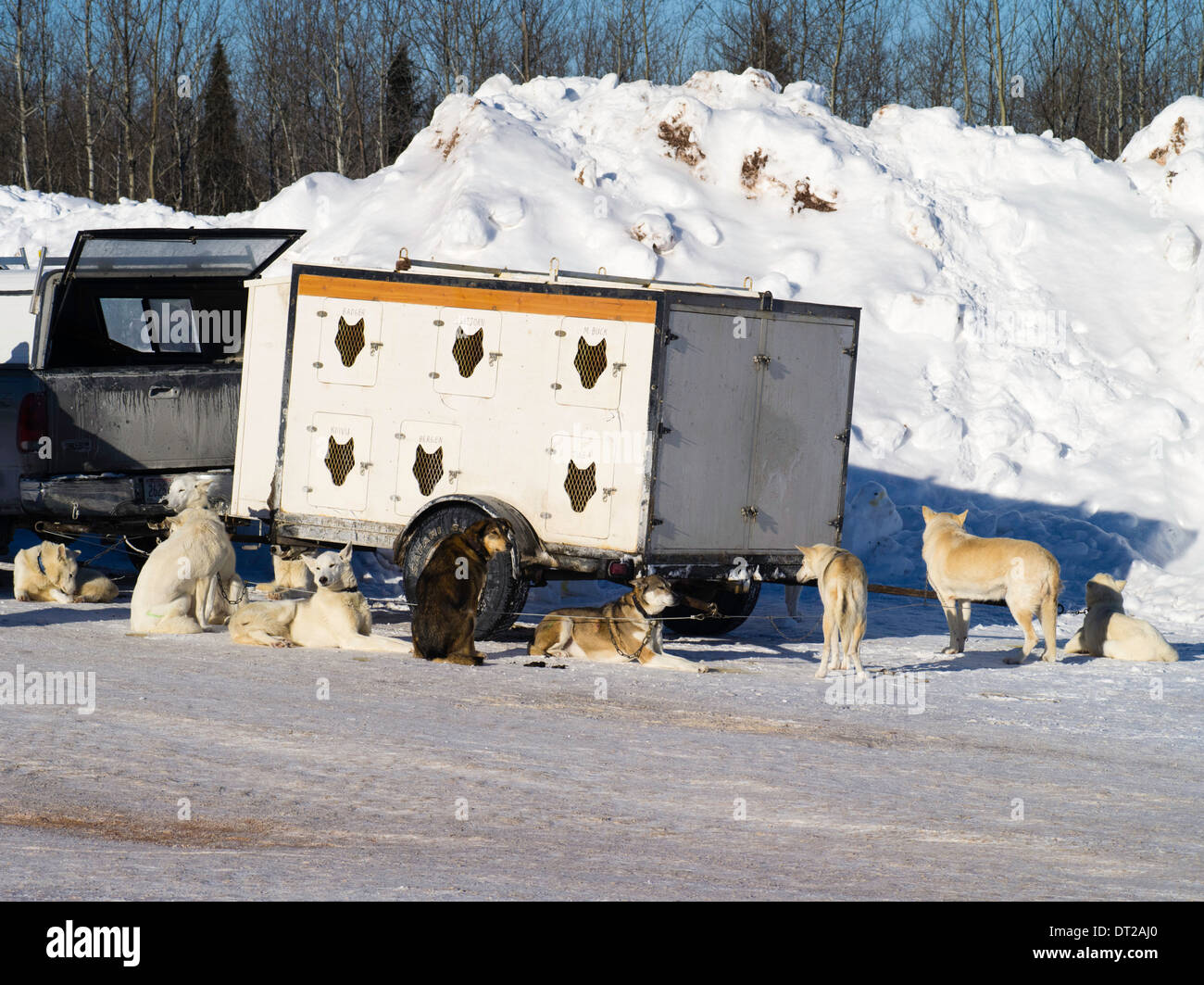 Szenen aus der Apostel Inseln Sled Dog Race, veranstaltet von der Handelskammer von Bayfield in der Nähe von Bayfield, WI Stockfoto