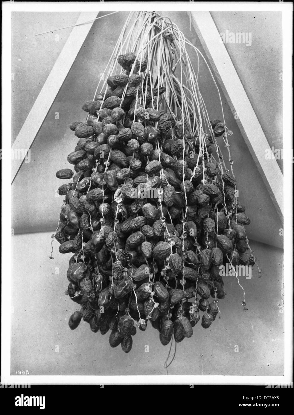 Eine große Gruppe von Daten aus dem Imperial Valley, die zwischen 1900 und 1920 erfasst wurden und die landwirtschaftlichen Erzeugnisse der Region darstellen. Stockfoto