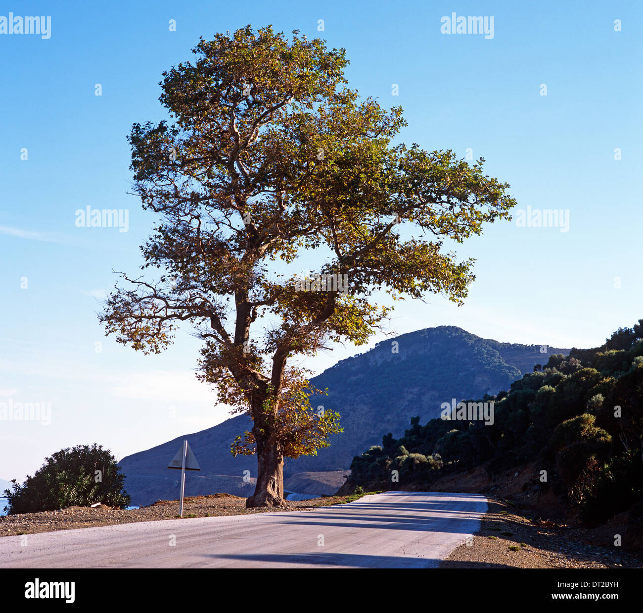 Alten Baum Samothraki griechische Inseln Griechenland Stockfoto