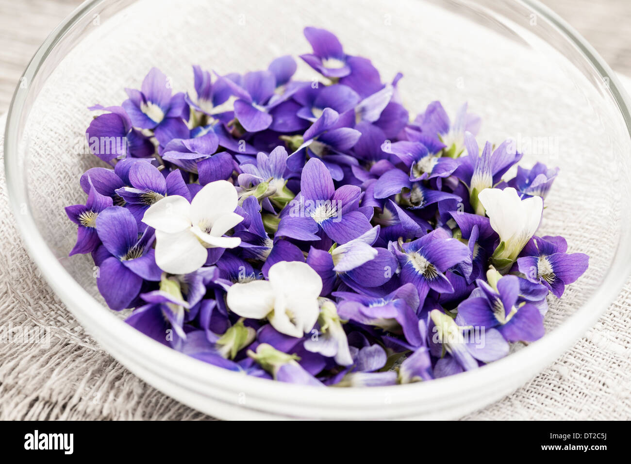Sammelpflanzen essbare lila und weißen violetten Blüten in Schüssel Stockfoto