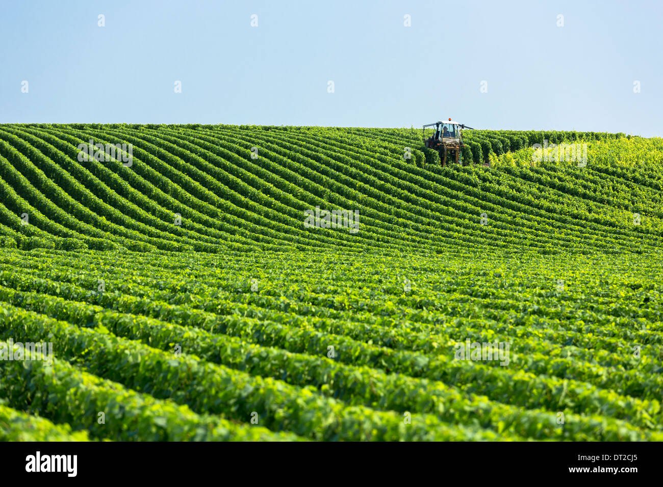 Rebe Traktor trimmen Weinreben entlang der Champagner Touristenroute in Vertus, Marne-Tal, Champagne-Ardenne, Frankreich Stockfoto