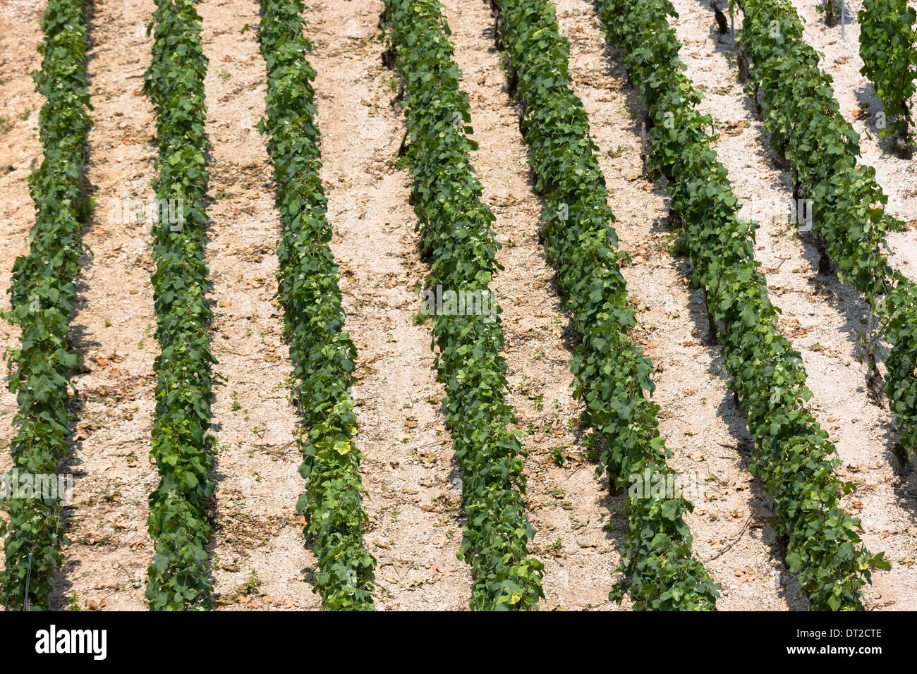 Chardonnay-Reben in Kalk-Boden auf die Champagne touristische Route am Monthelon, Marne-Tal, Champagne-Ardenne, Frankreich Stockfoto