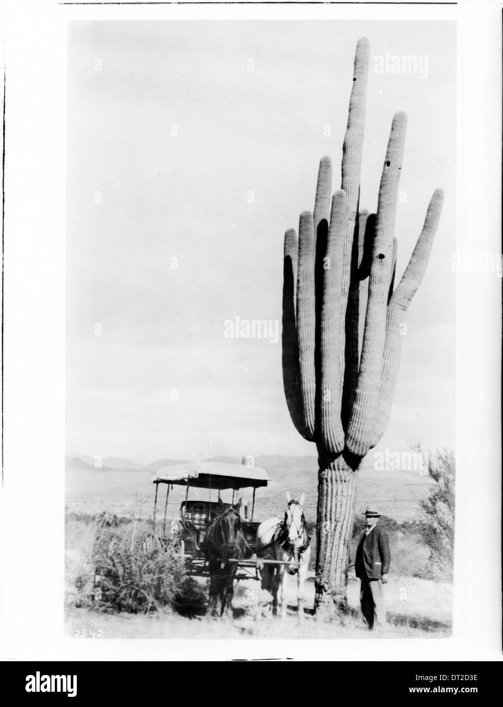 Mann und Pferdekutsche neben Cereus Gigantia Kaktus, ca.1920 Stockfoto