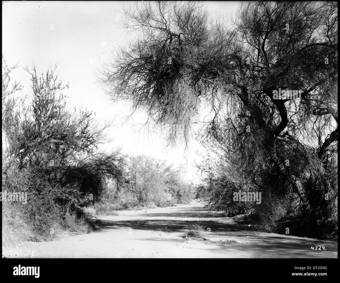 Ein Blick auf einen Mesquite-Wald in der Nähe des Colorado River in Kalifornien, der zwischen 1910 und 1920 erfasst wurde und die trockene Landschaft und die dichten Mesquite-Bäume hervorhebt, die für die Region charakteristisch sind. Stockfoto