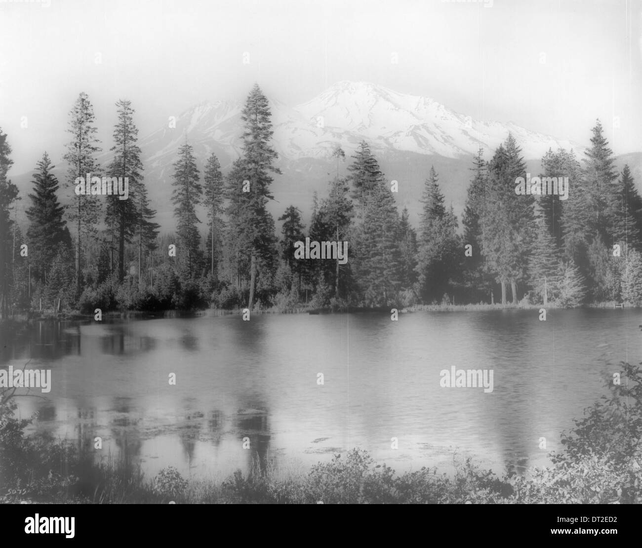 Der Mount Shasta erhebt sich zwischen 1900 und 1940 über einem See, umgeben von Bäumen im Siskiyou County. Stockfoto