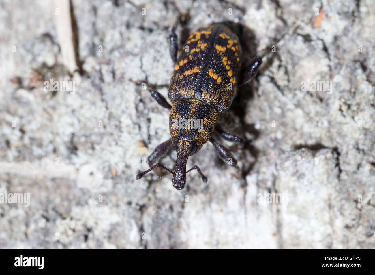 Kiefer-Rüsselkäfer Hylobius Abietis Fichtenruesselkaefer Ruesselkaefer Stockfoto