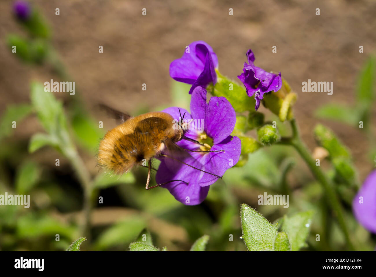 Bombylius major Bee Fly gröberen Wollschweber Stockfoto