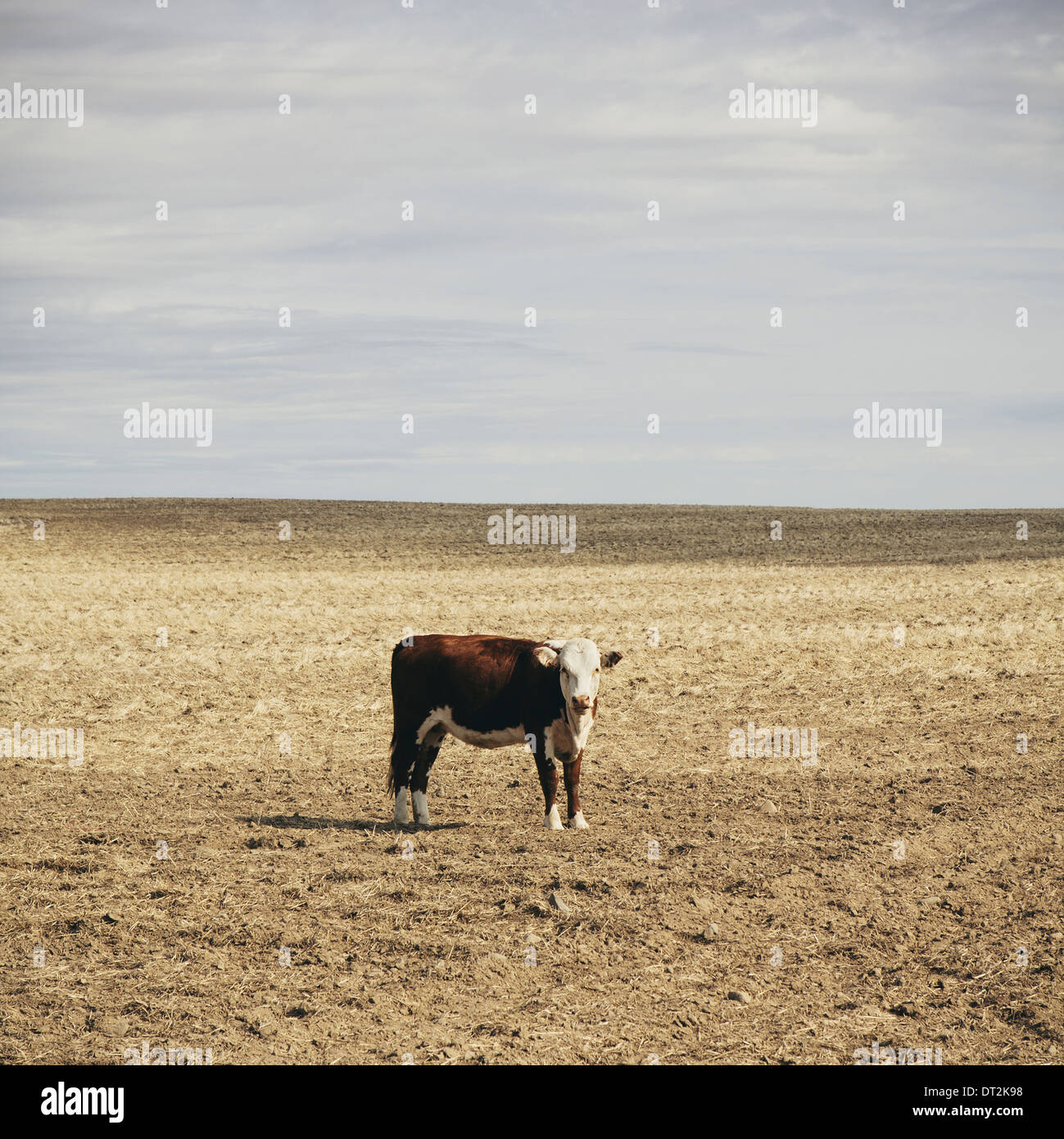 Eine Kuh stehend auf freiem Feld in Palouse in Whitman County Washington in den USA Stockfoto