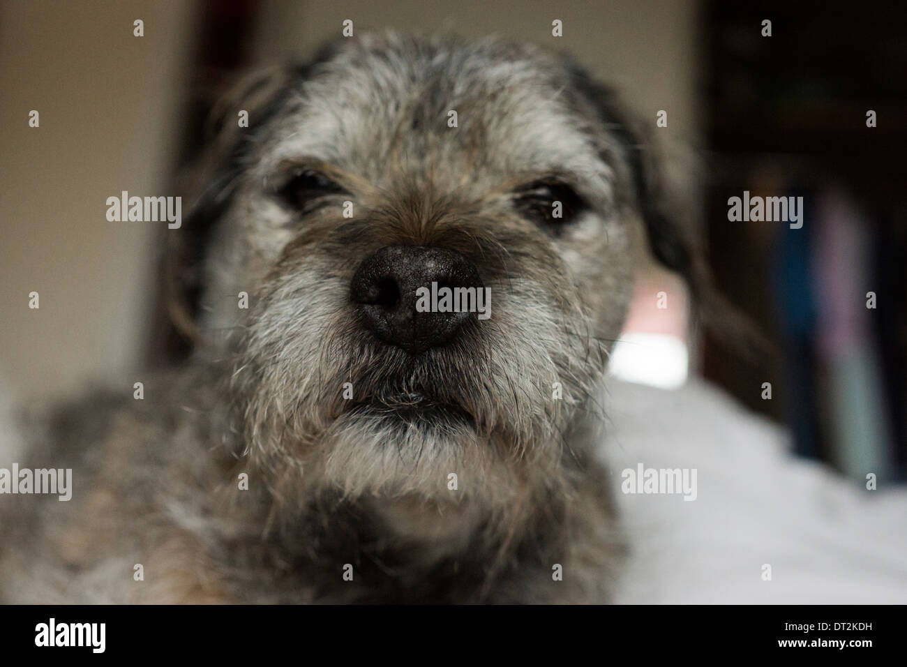 Border Terrier Hund Haustier glücklich entspannend Bett schlafen Stockfoto