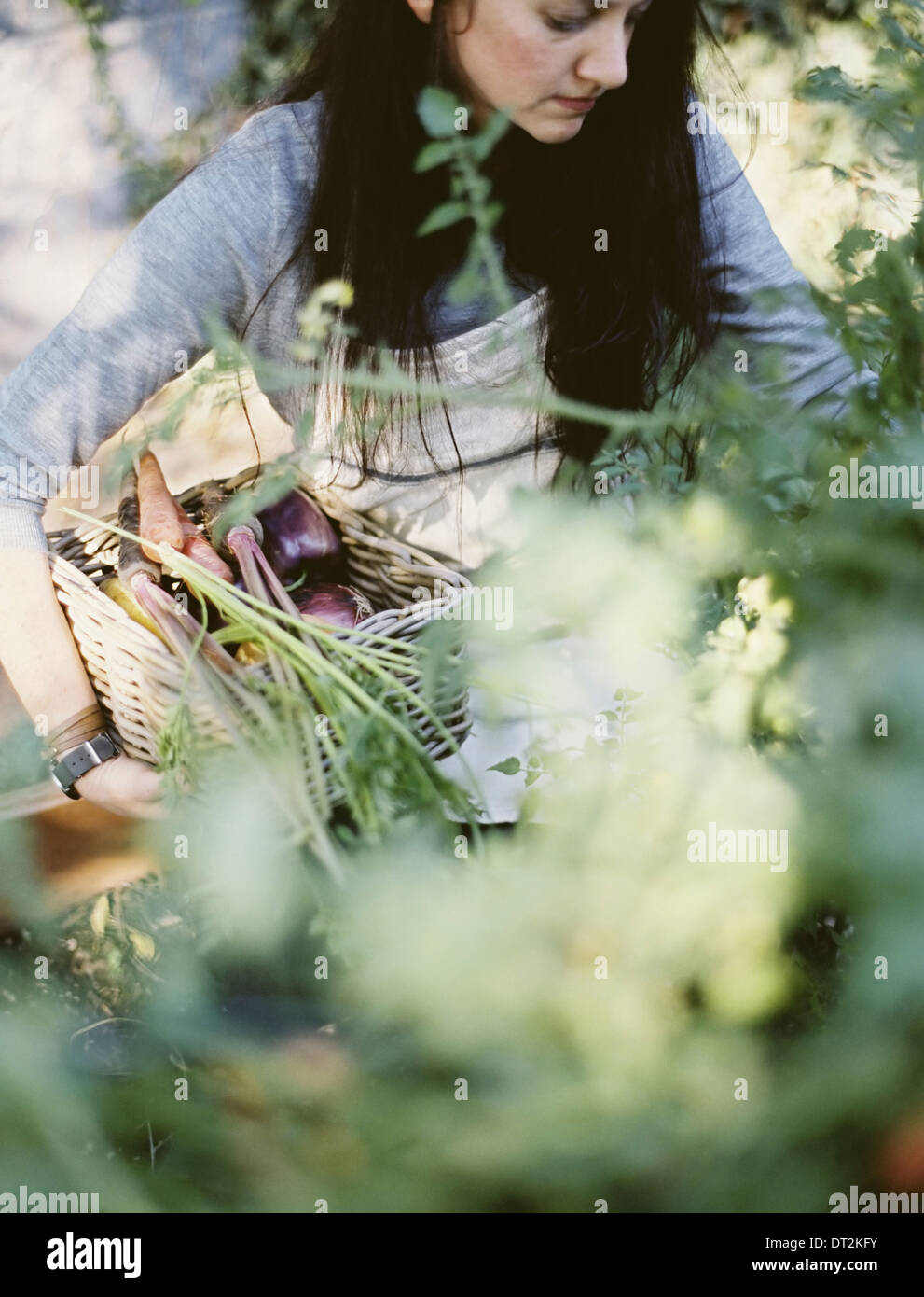 Eine junge Frau in eine Arbeit Schürze hält einen Korb mit frisch geernteten Bio-Gemüse im Freien in einem Gemüsegarten Stockfoto