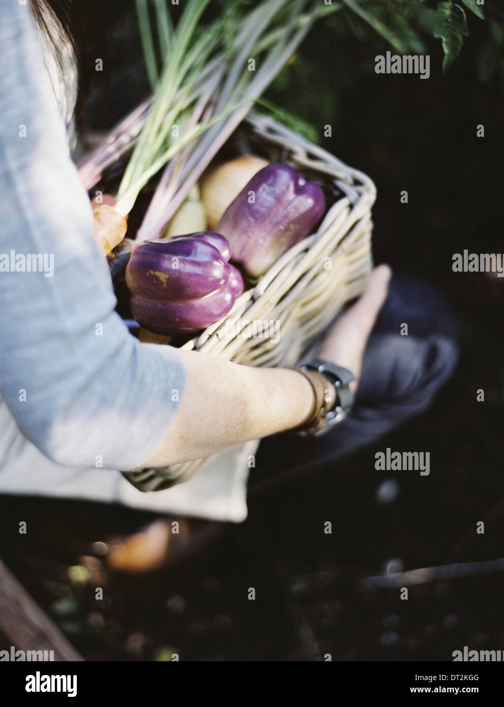 Eine junge Frau in einem Gemüsegarten, ein Korb mit frisch geernteten Bio-Gemüse-Paprika und Aubergine Stockfoto