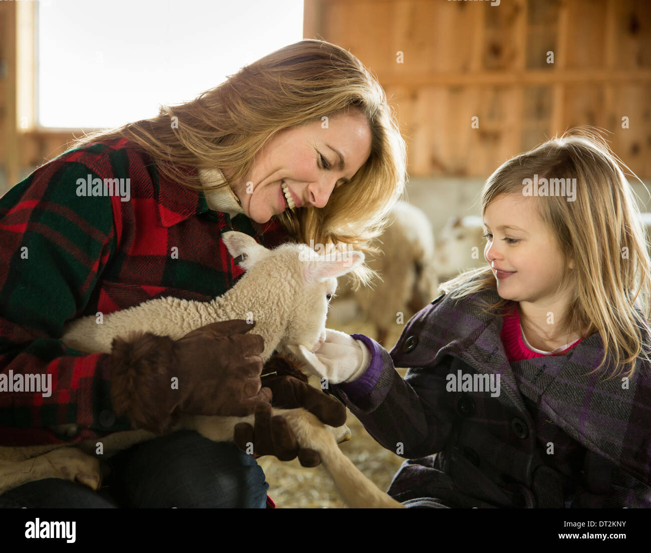 Ein Bio-Bauernhof im Winter im kalten Frühling New York State Vieh Überwinterung eine Frau und ein Kind, ein kleines Lamm streicheln Stockfoto