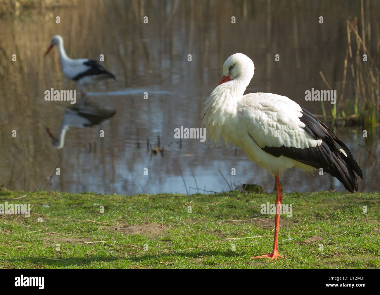 Ein Storch in seinem natürlichen Lebensraum (Holland) Stockfoto