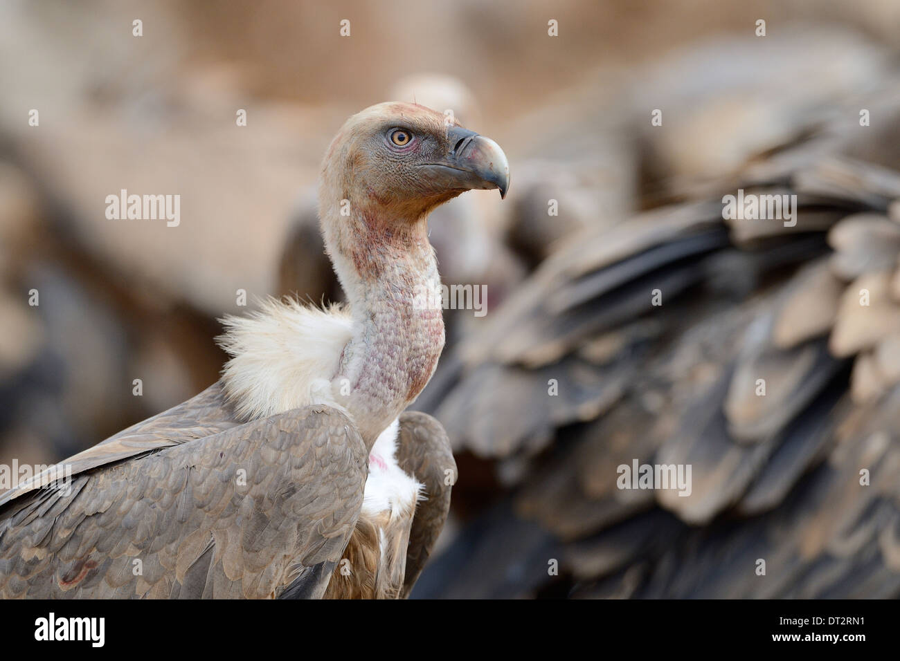 Griffon Vulture (abgeschottet Fulvus) Porträt, Pyrenäen, Katalonien, Spanien. Stockfoto