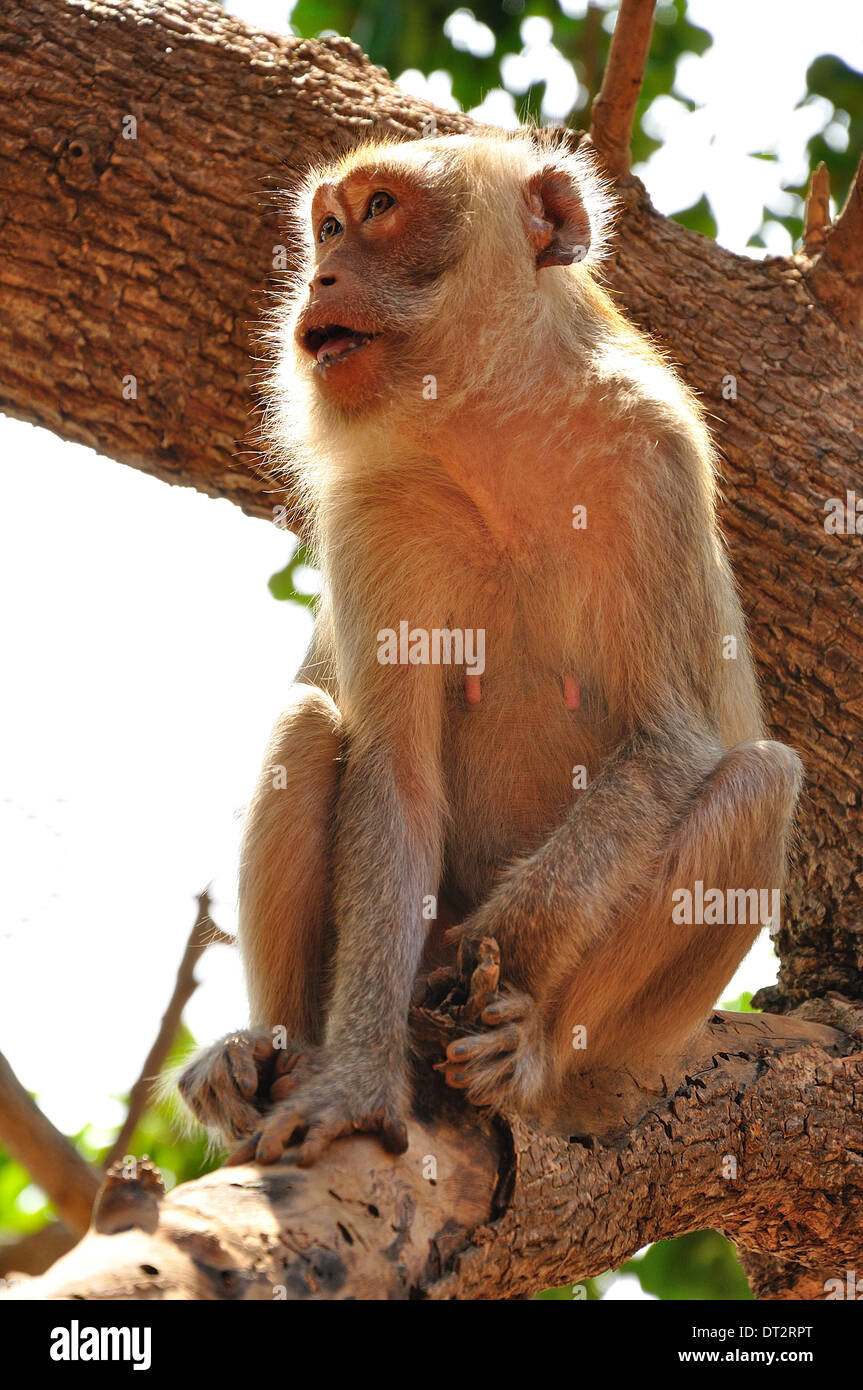 Affe auf Baum Stockfoto