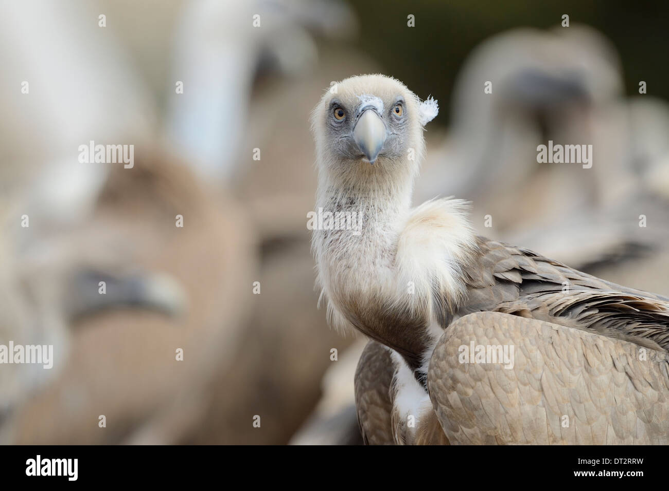 Griffon Vulture (abgeschottet Fulvus) Porträt, Blick in die Kamera, Pyrenäen, Katalonien, Spanien. Stockfoto