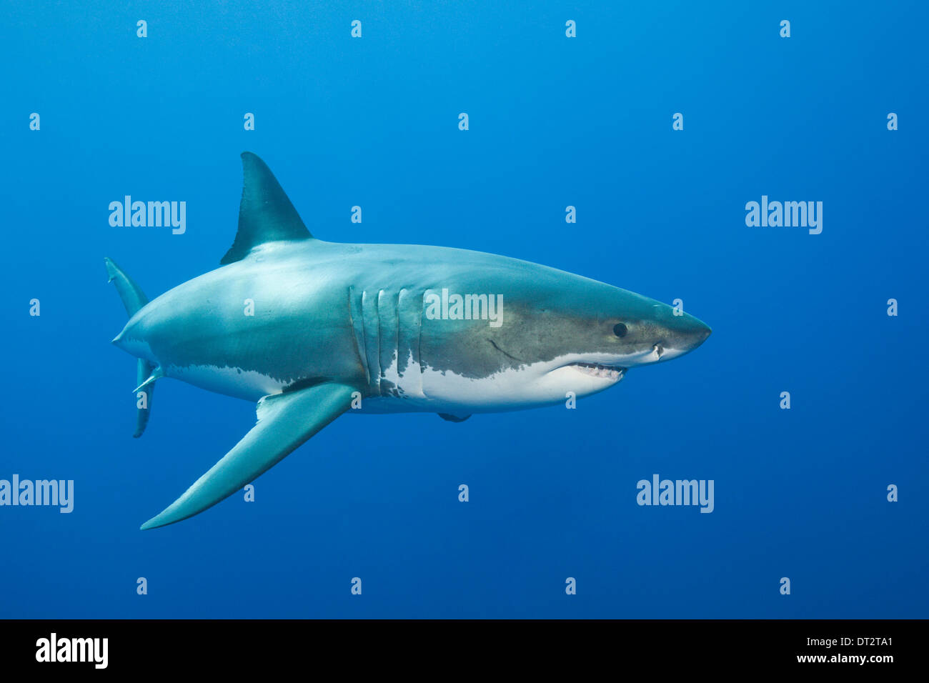 Der weiße Hai, Carcharodon Carcharias, gefährliche Riff, Süd Australien Great Australian Bight Stockfoto