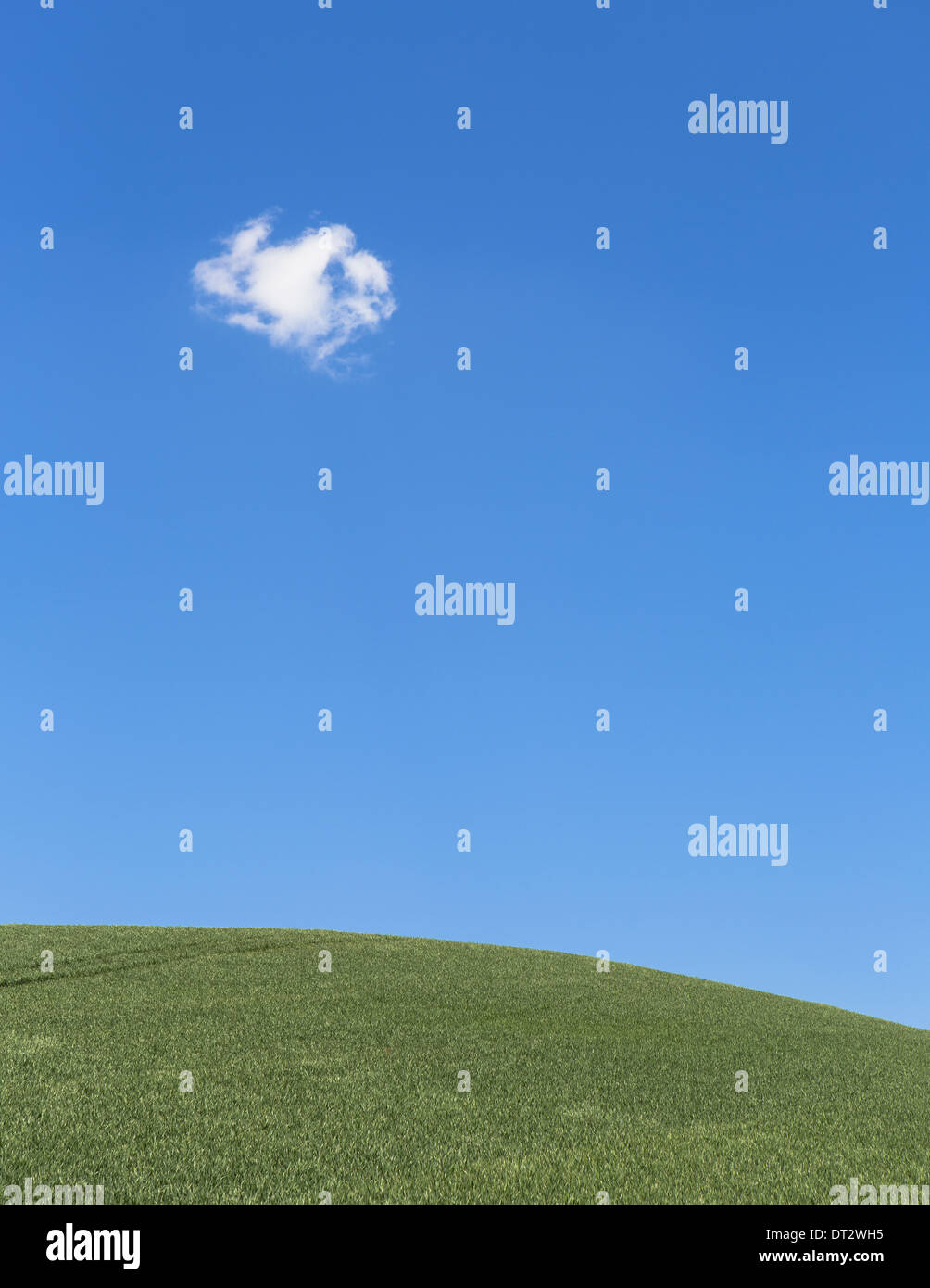 Eine zarte kleine Wolke hoch im Himmel über üppigen grünen Weizenfeld in der Nähe von Pullman Stockfoto