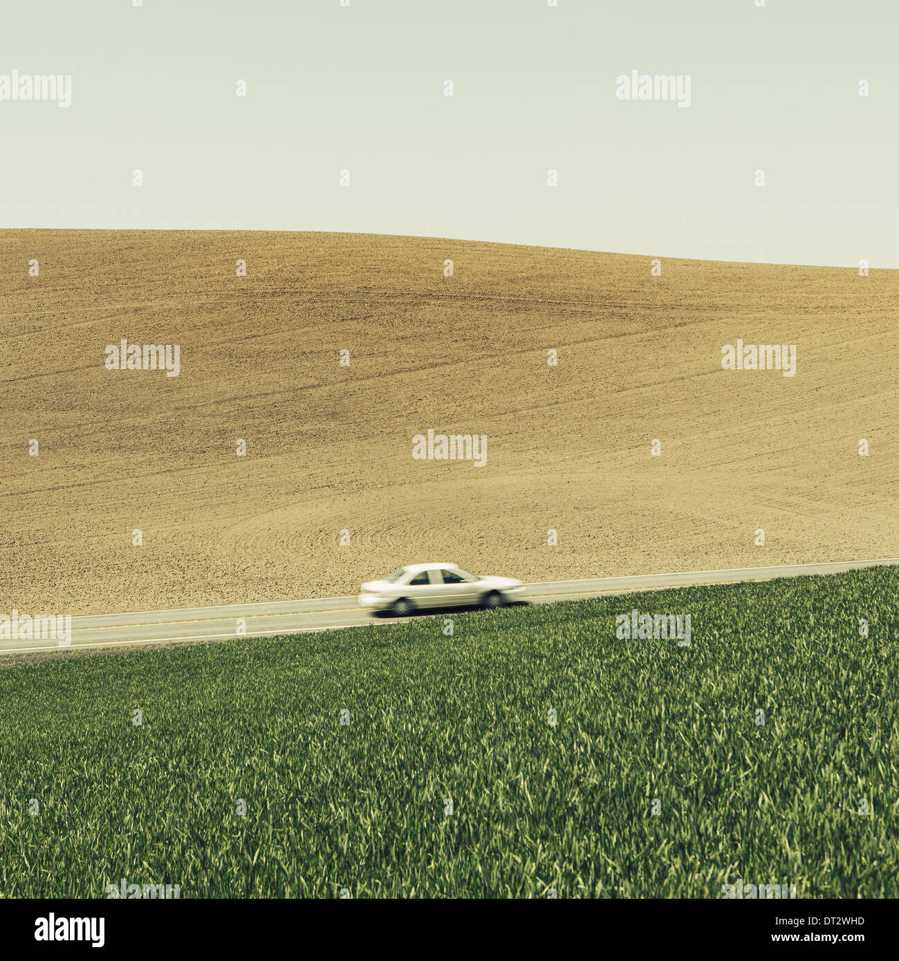 Ein Auto auf bin Steigung bergauf, umgeben von Ackerland und üppigen grünen Feldern von Weizen in der Nähe von Pullman Washington Stockfoto
