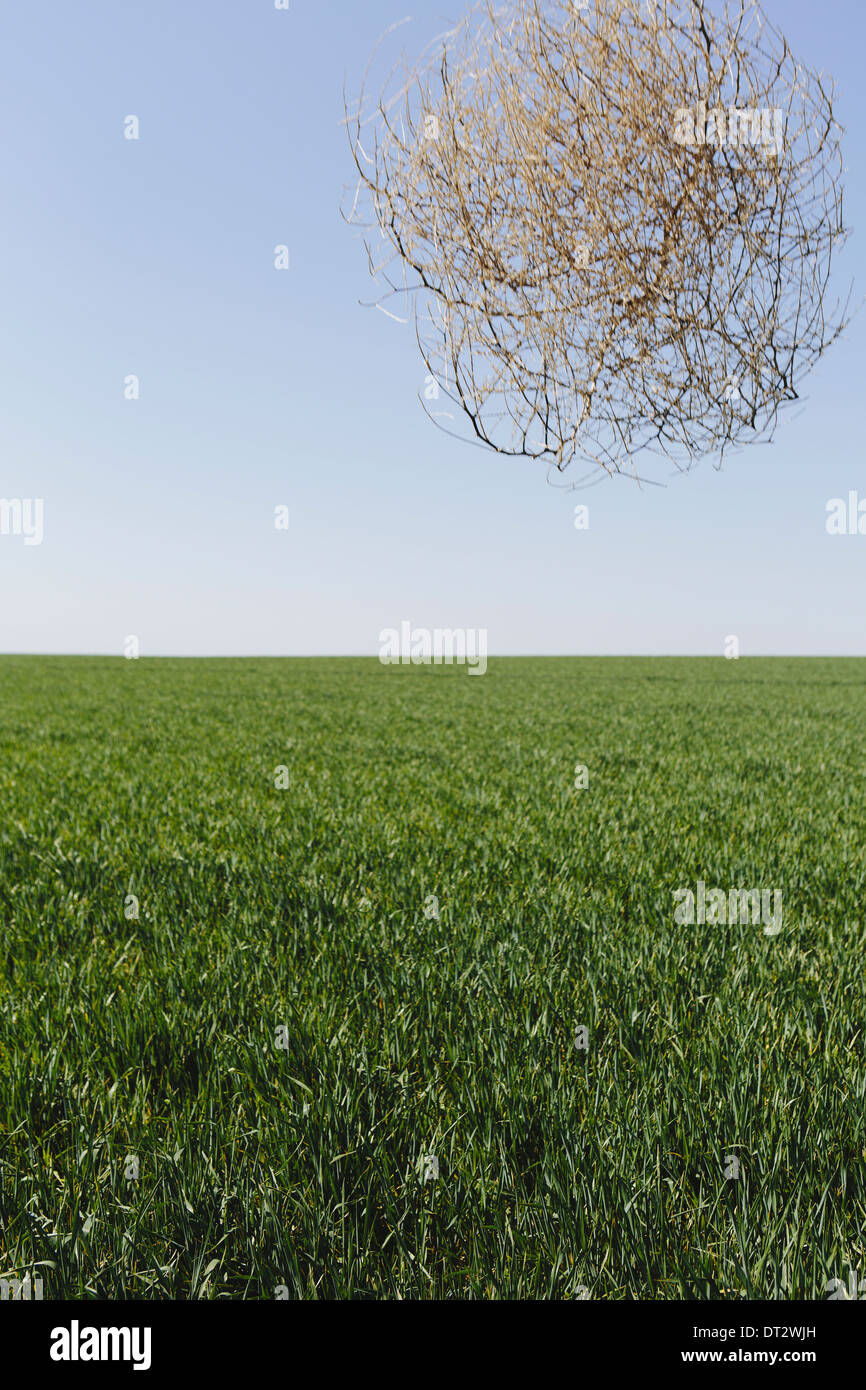 Wüsten-Beifuß Tumbleweed weht Stockfoto