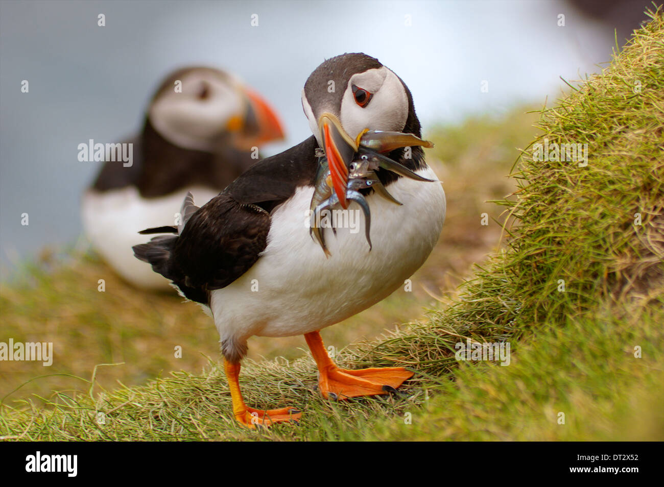 Erwachsenen Papageientaucher auf Mykines, Färöer Inseln, wieder in sein Nest mit Schluck Sandaale für das Küken. Stockfoto