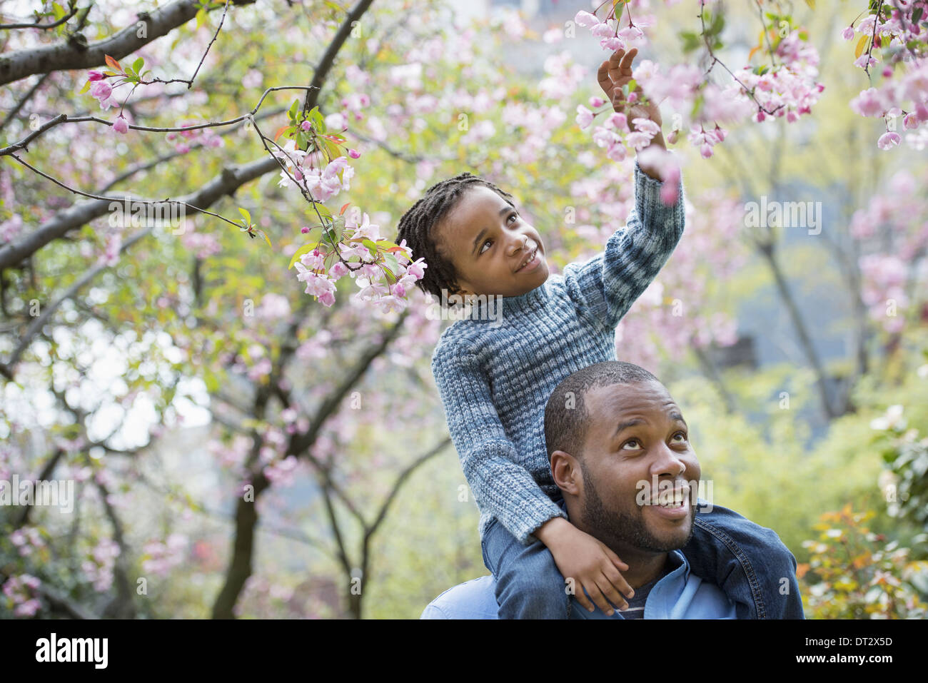 Sonnenschein und Kirschen blühen einen Vater gibt seinem Sohn eine Fahrt auf seinen Schultern Stockfoto