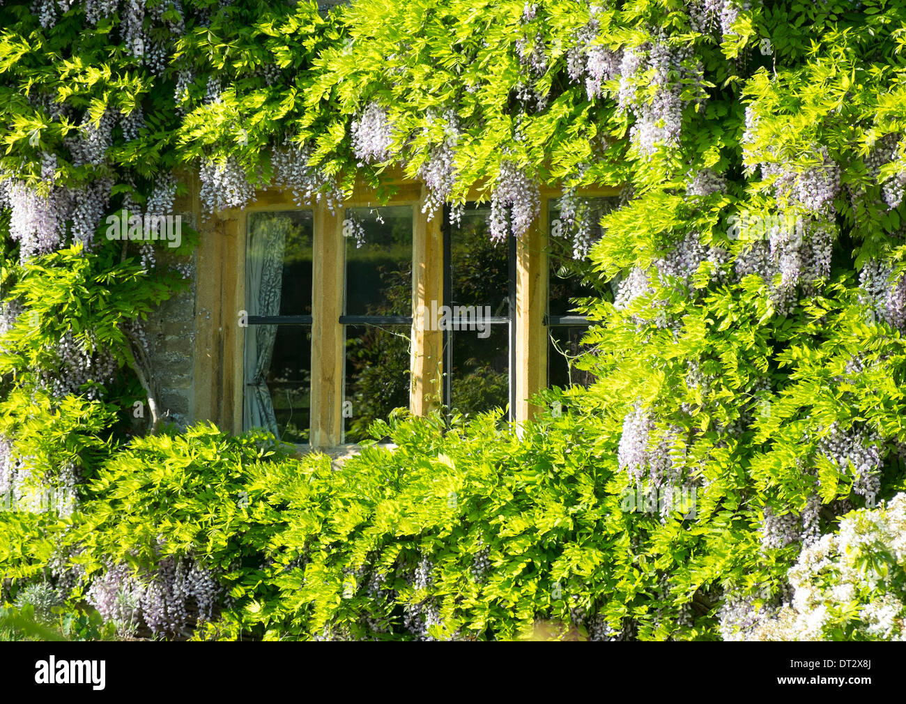 Bauerngarten Detail, Dorset Stockfoto