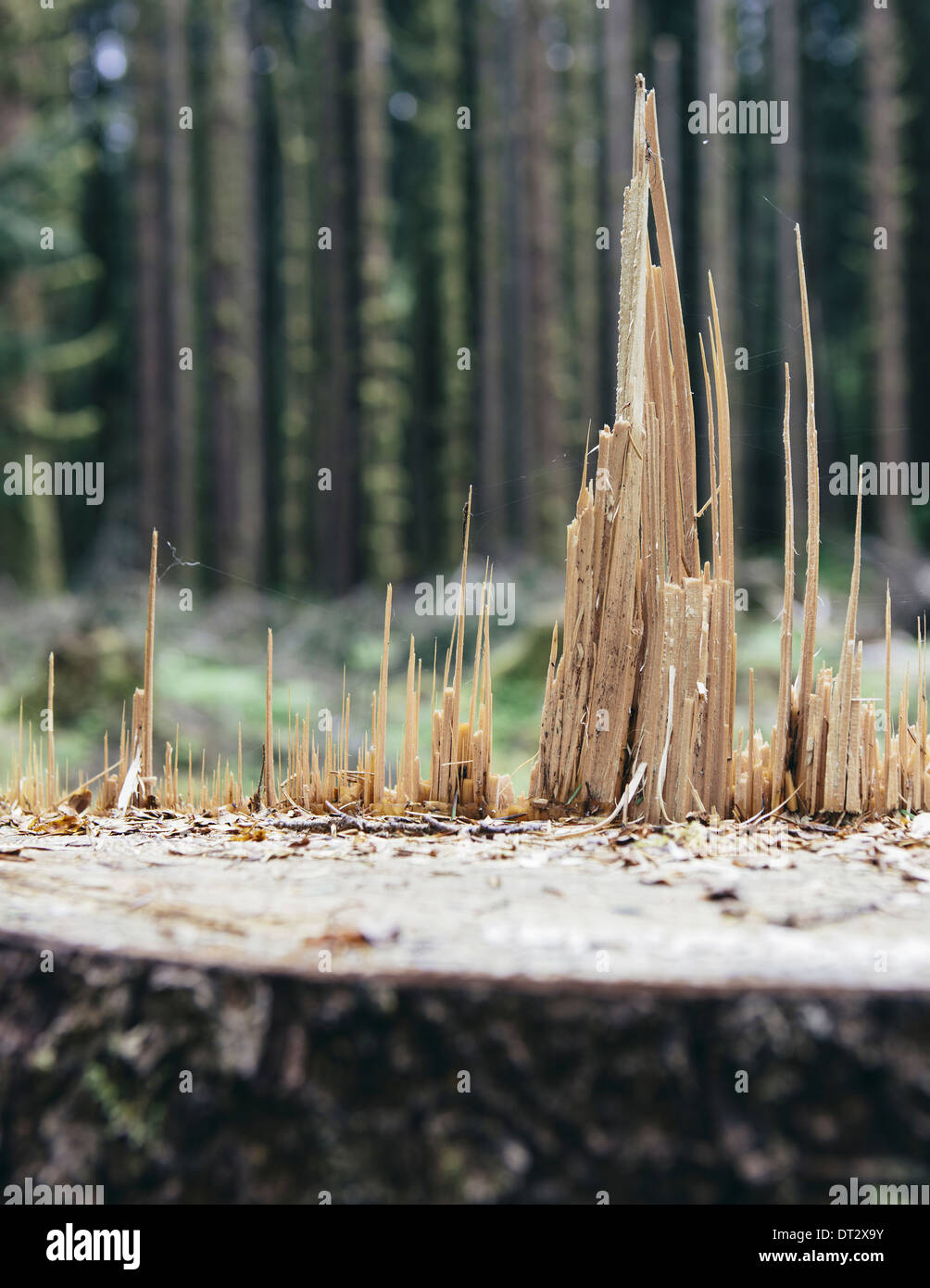 Vor kurzem angemeldet Sitka-Fichte Baum im Vordergrund gemäßigten Regenwald in Ferne Hoh Regenwald Olympic NF Stockfoto