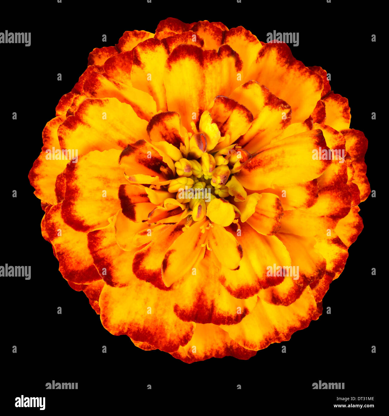 Ringelblumeblume orangenen weißen Hintergrund isoliert Stockfoto
