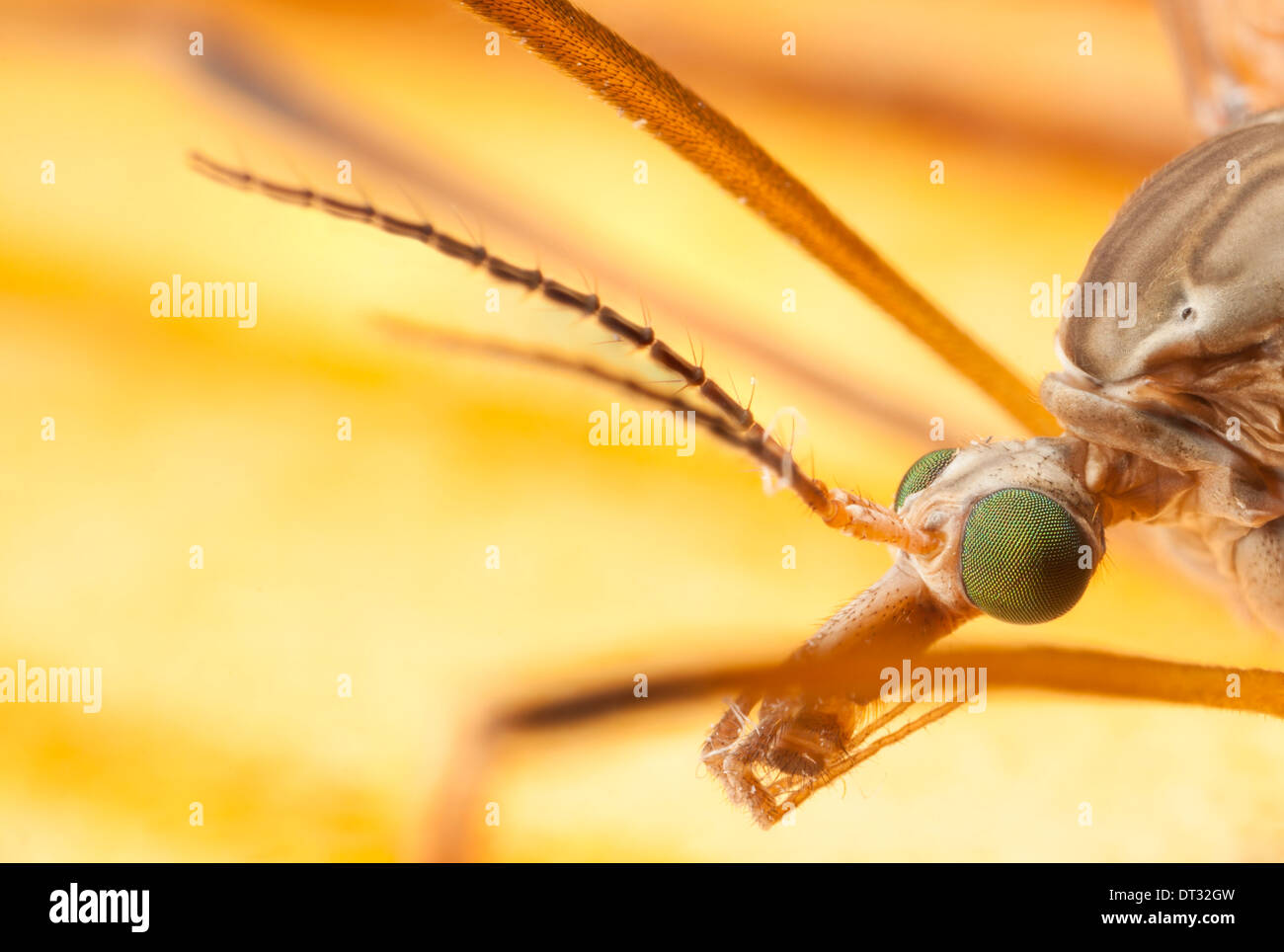 Extreme Nahaufnahme Portrait einer großen Mücke Kopf Stockfoto