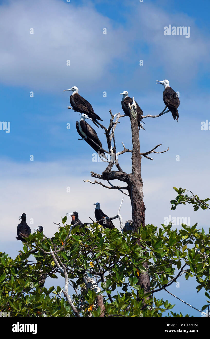 Herrliche Frigatebirds auf Mangroven-Baum, Karibik, Bocas del Toro, Panama Stockfoto