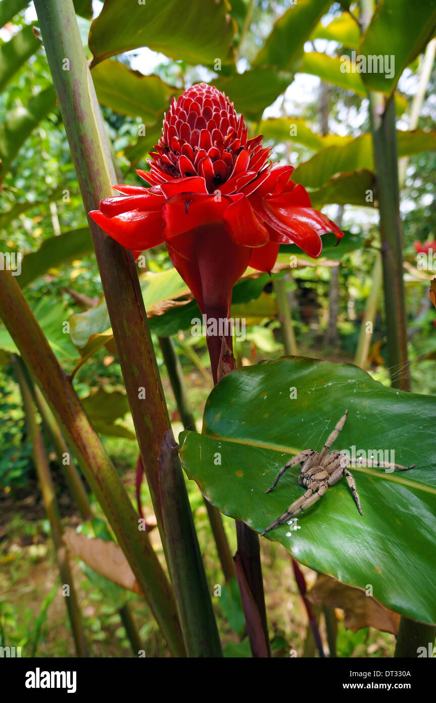 Fackel Ingwer Blume mit wandernden Spinne auf einem Blatt, Karibik, Costa Rica Stockfoto