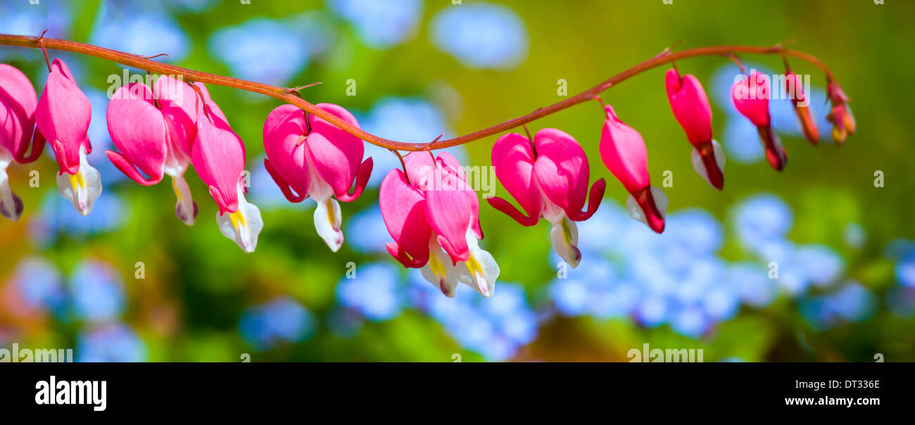 Tränendes Herz (Dicentra Spectabilis) Blume im Frühlingsgarten. Stockfoto