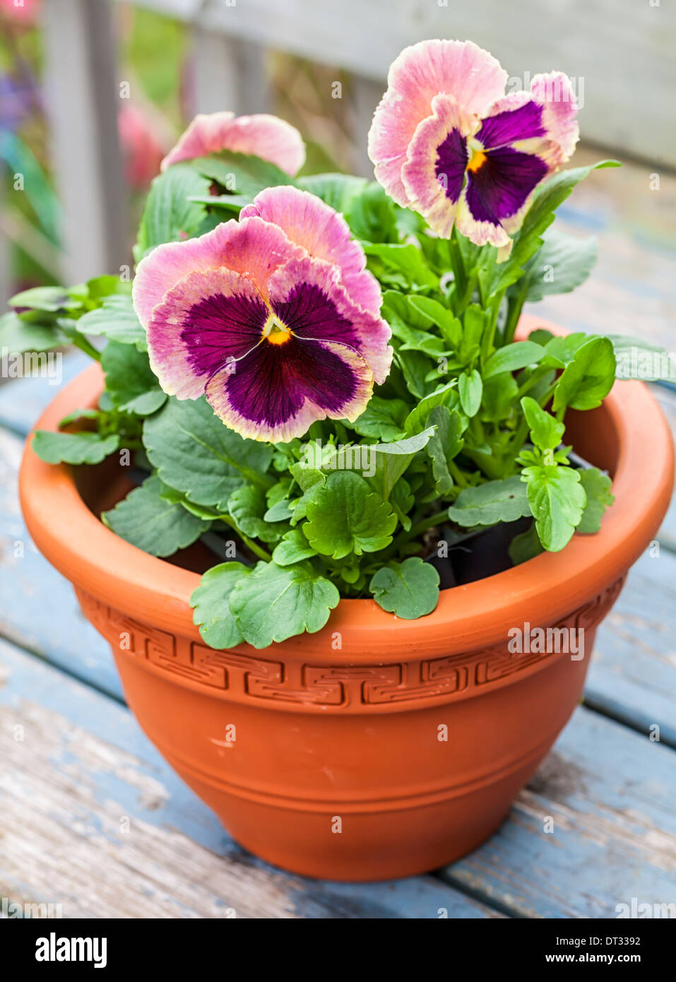 Rosa Stiefmtterchen Pflanzen in einem Tontopf Stockfotografie - Alamy