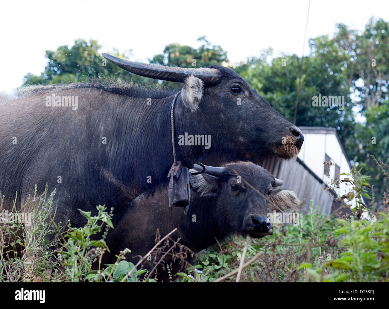 Wasserbüffel Spaziergänge im Dorf mit Kalb. Huay Pakoot, Nord-Thailand. Stockfoto