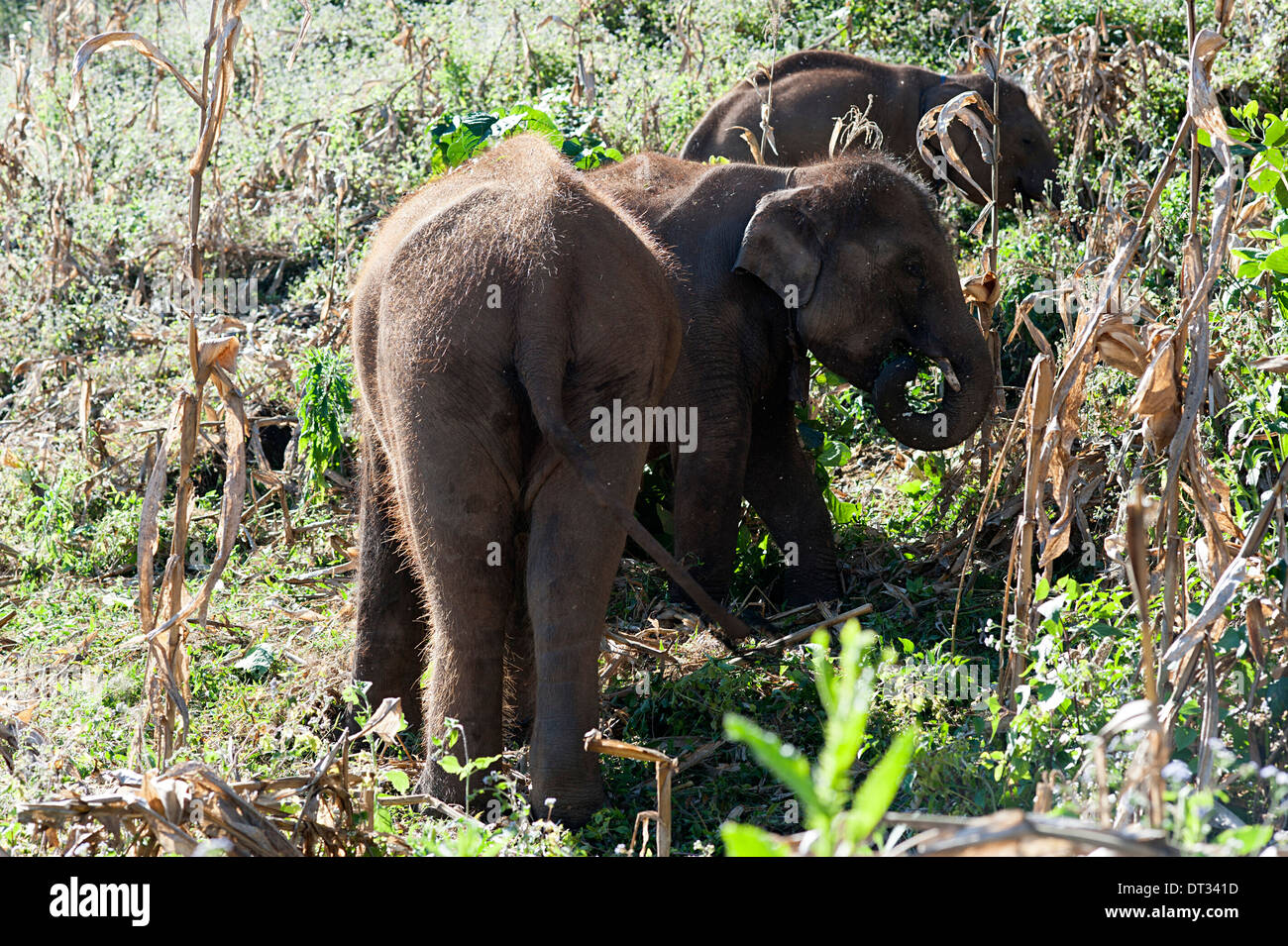Drei junge Elefanten genießen Sie einen Tag verschlingt den Lebensraum in die Kornfelder in Huay Pakoot, Nord-Thailand. Stockfoto