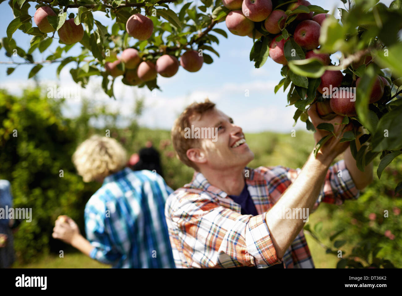 Reihen von Obstbäumen in einem Bio-Obstgarten eine Gruppe von Menschen, die die Reifen Äpfel pflücken Stockfoto