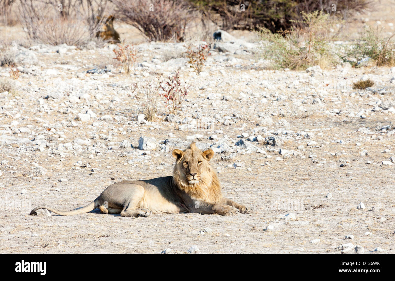 Ein Löwe liegend in der Nachmittagssonne, Blick geradeaus in Etosha Nationalpark, Namibia Stockfoto